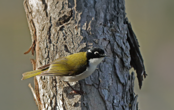 Gilberts honey eater bird Gilberts honey eater